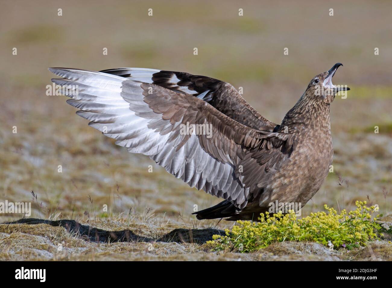 Große skua (Stercorarius skua) ruft und verbreitet Flügel auf der Tundra im Sommer, Island Stockfoto