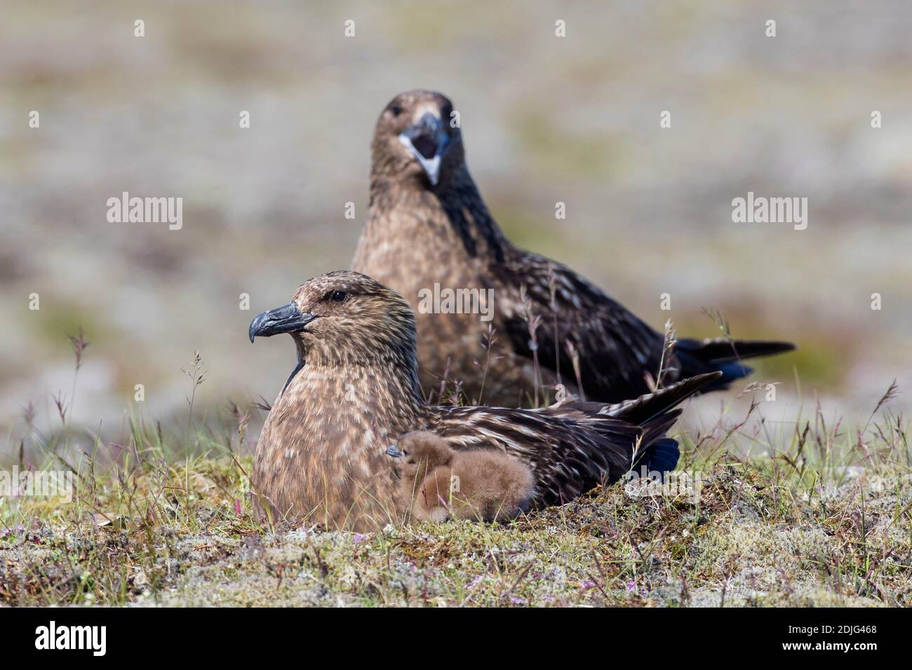 Große Skua (Stercorarius skua) Paar mit Küken, die im Sommer auf der Tundra nisten, Island Stockfoto