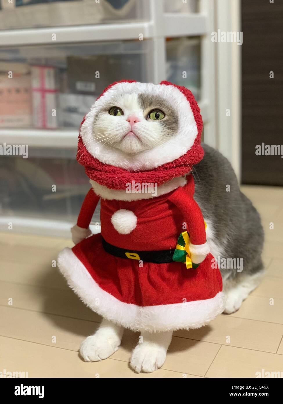 Nahaufnahme einer Katze im Weihnachtskostüm Stockfotografie - Alamy