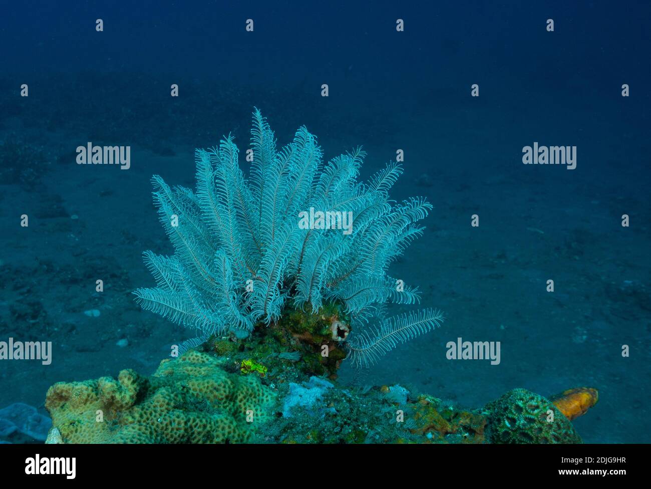 Wunderschöne Soft Coral fotografiert in Balis Unterwasserkorallenriff Stockfoto