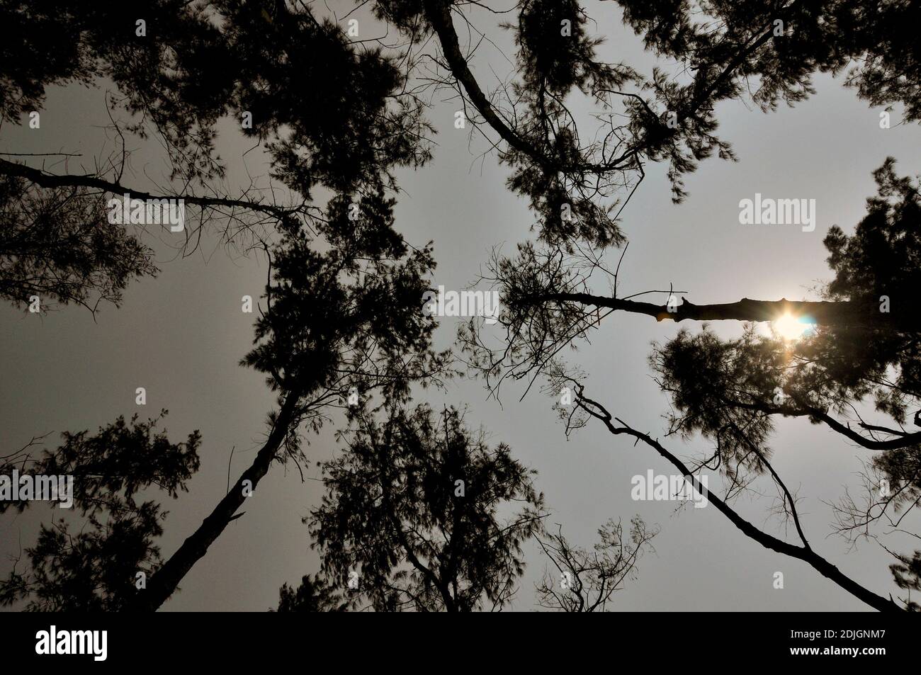 Treescape und Sonne abstraktes Foto Stockfoto