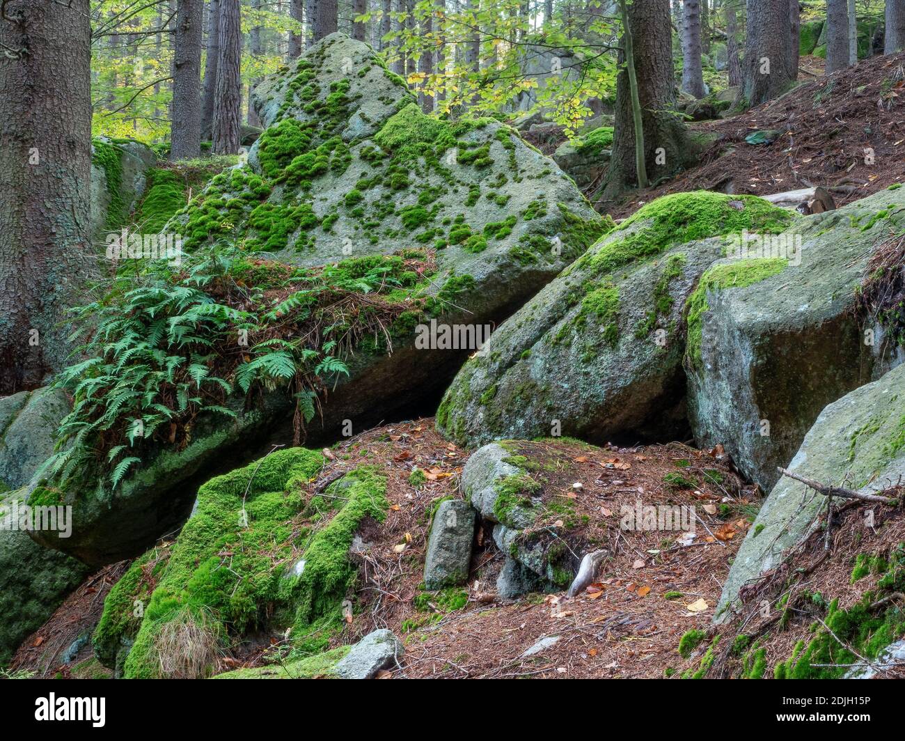 Granitfelsen mit Moos und Farnen in lebendigen grünen Farben bedeckt. Ökosystem des Nationalparks Karkonosze. Stockfoto