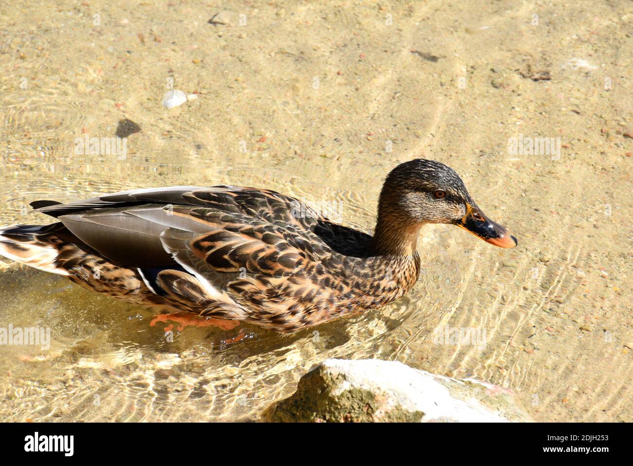 Mallard Entenweibchen (Anas platyrhynchos) Schwimmen in Ruidera Lagunen. Stockfoto