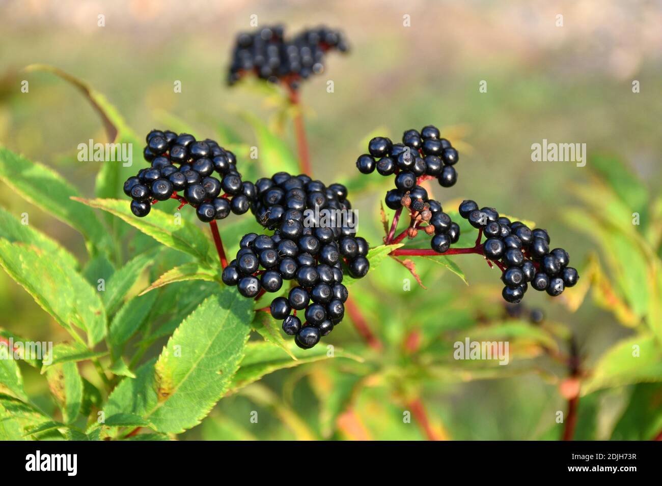 Schwarze Früchte von Sambucus ebulus. Munilla, La Rioja. Stockfoto