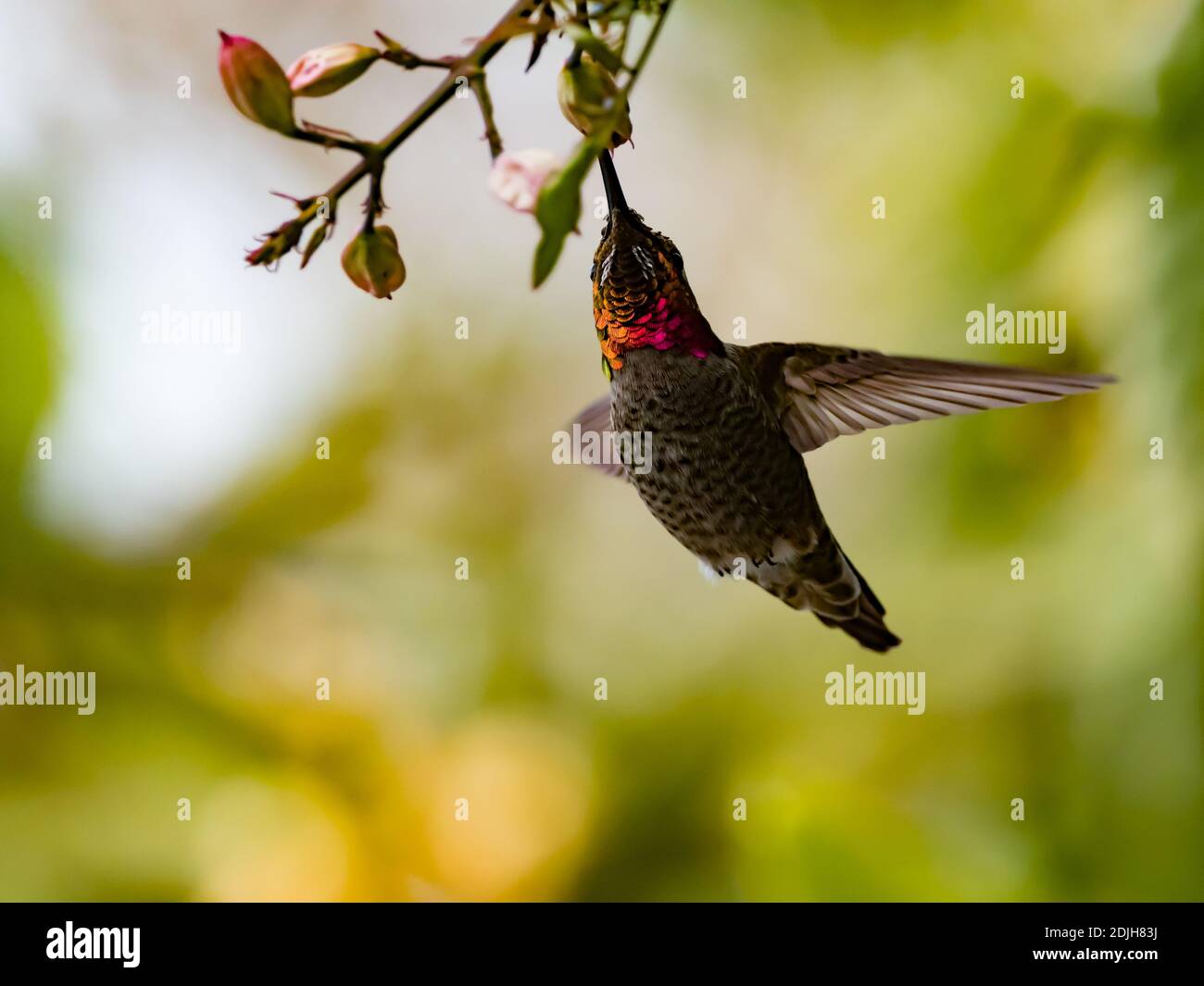 Annas Kolibri, Calypte anna, zeigt seinen roten Gorget in San Diego Kalifornien Stockfoto