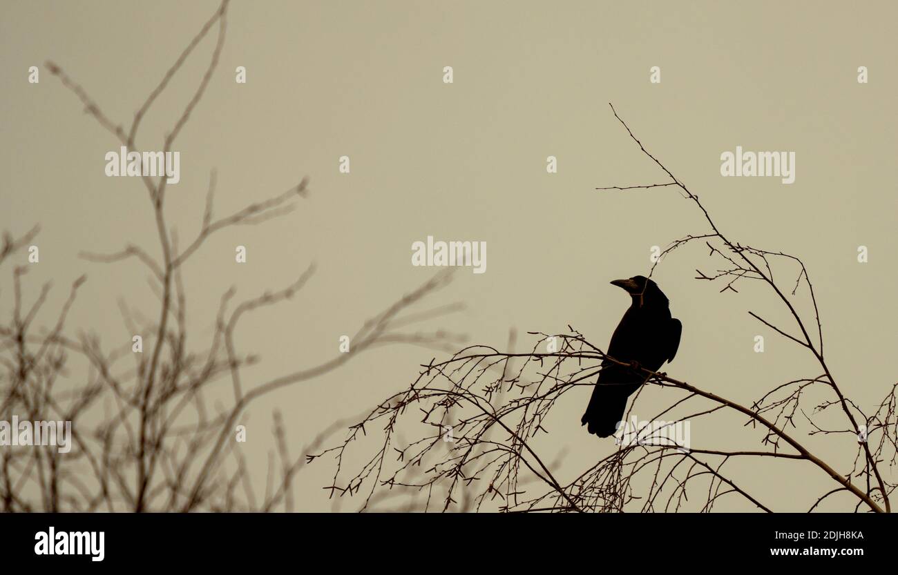 Krähe sitzt auf einem Teil eines Baumes Stockfoto