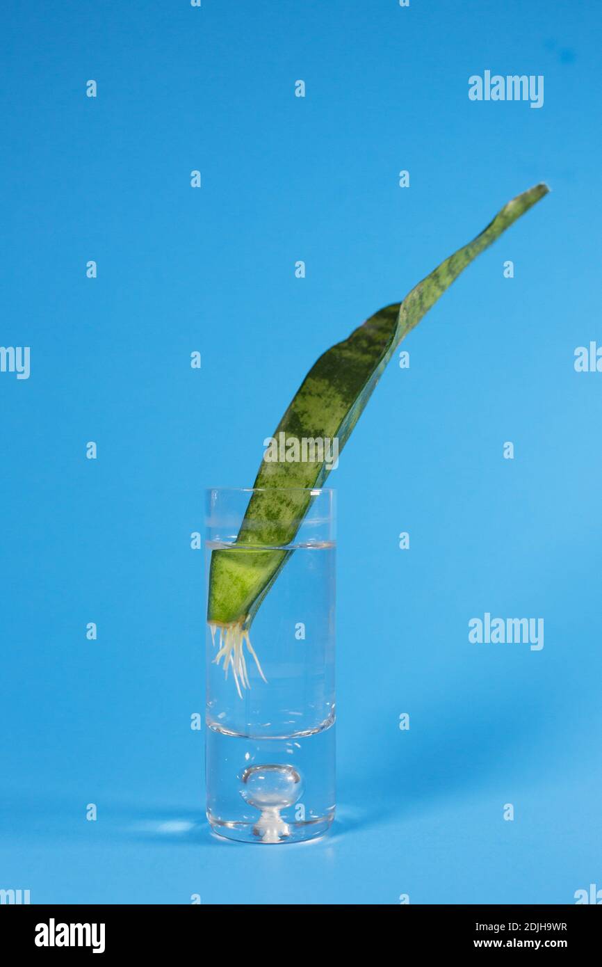 Ein Sansevieria Blatt schneiden, in Wasser ausbreitungsend. Stockfoto