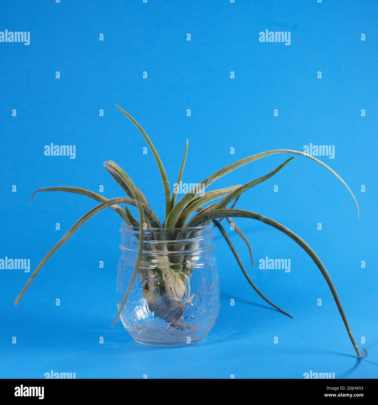 Tillandsia caput medusae Zimmerpflanze in einem Glas. Stockfoto