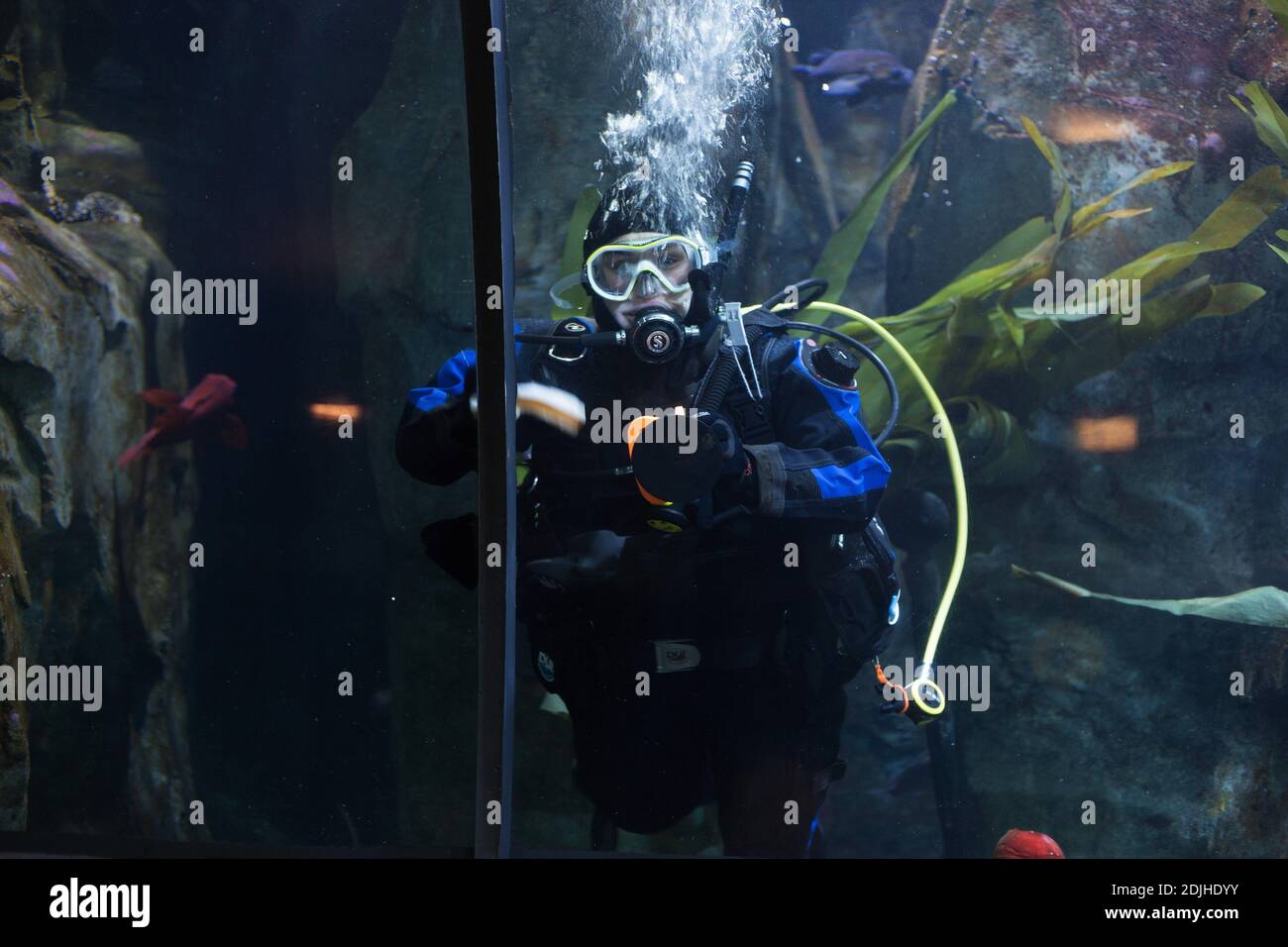 Ein Mitarbeiter in der Tauchausrüstung Reinigung eines Tanks im Oregon Coast Aquarium in Newport, Oregon. Stockfoto