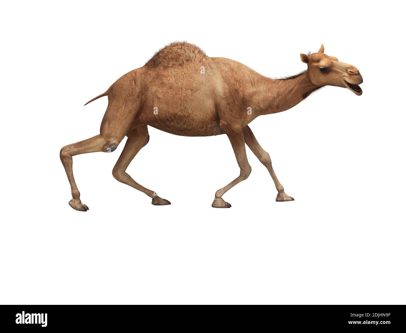 Kamel auf schwachen Beinen 3d-Rendering auf weißem Hintergrund nein Schatten Stockfoto