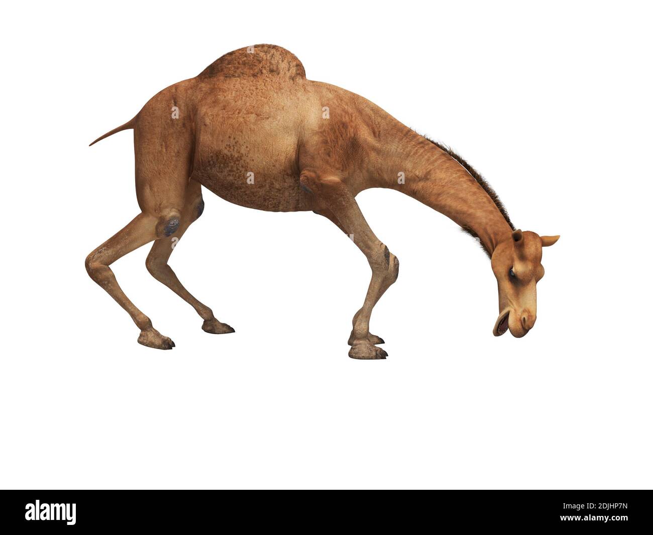 Camel will 3D-Rendering auf weißem Hintergrund nicht essen Schatten Stockfoto