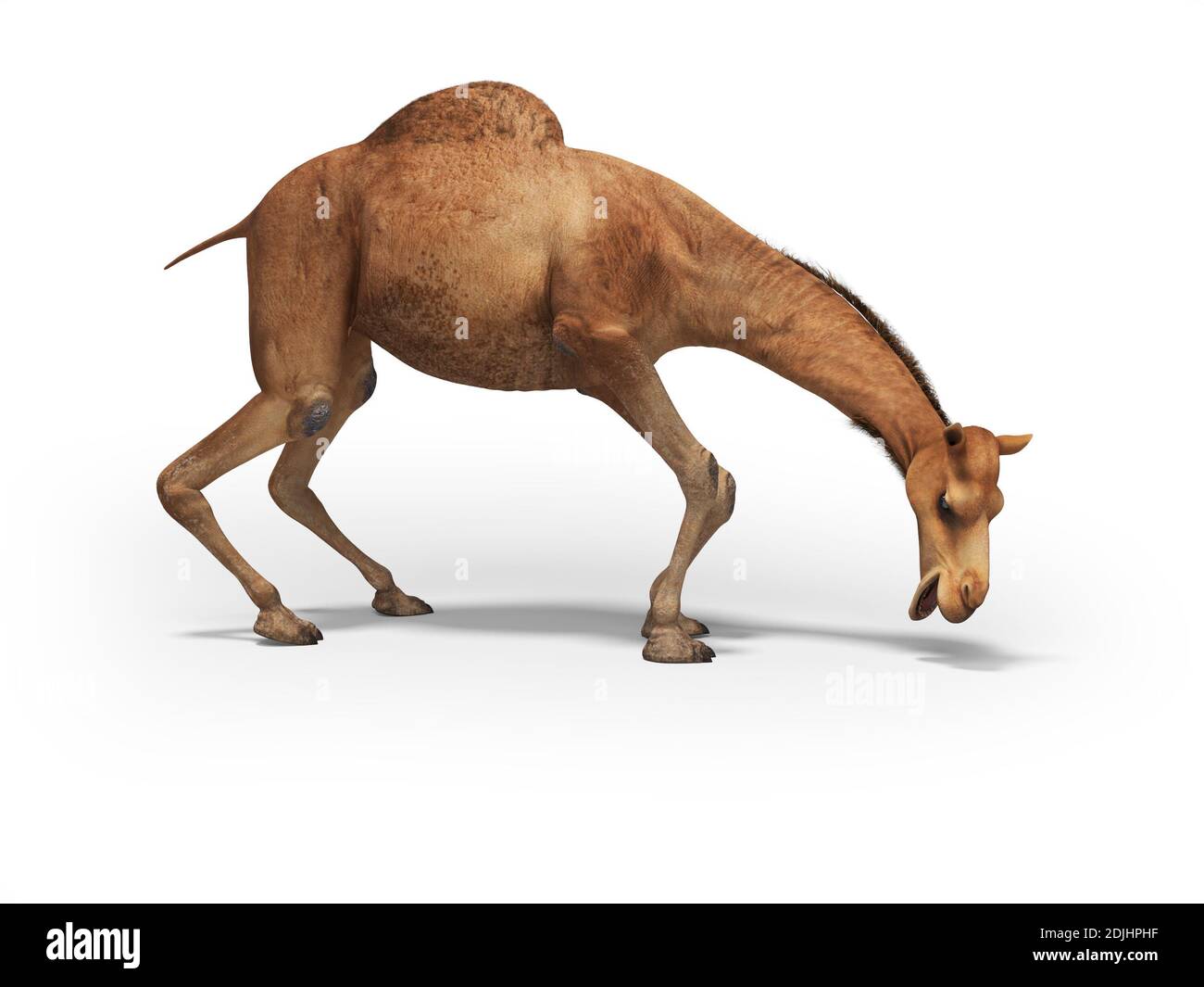 Camel will 3D-Rendering auf weißem Hintergrund mit essen Schatten Stockfoto