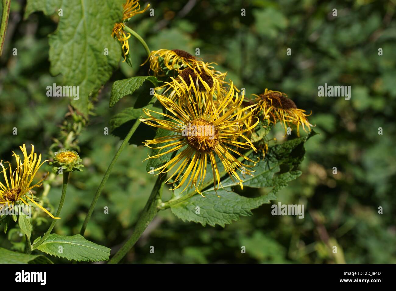 Inula magnifica, Riesenfleaban. Berge in Dombay. Kaukasus-Gebirge in der Karatschai-Tscherkess Republik, Teberda Naturschutzgebiet, Russland. Stockfoto