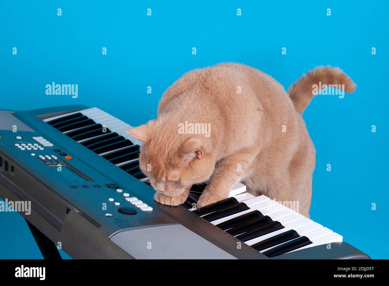 Nahaufnahme eine rothaarige britische Katze drückt die Tasten eines elektronischen Synthesizers, isoliert auf einem blauen Hintergrund Stockfoto