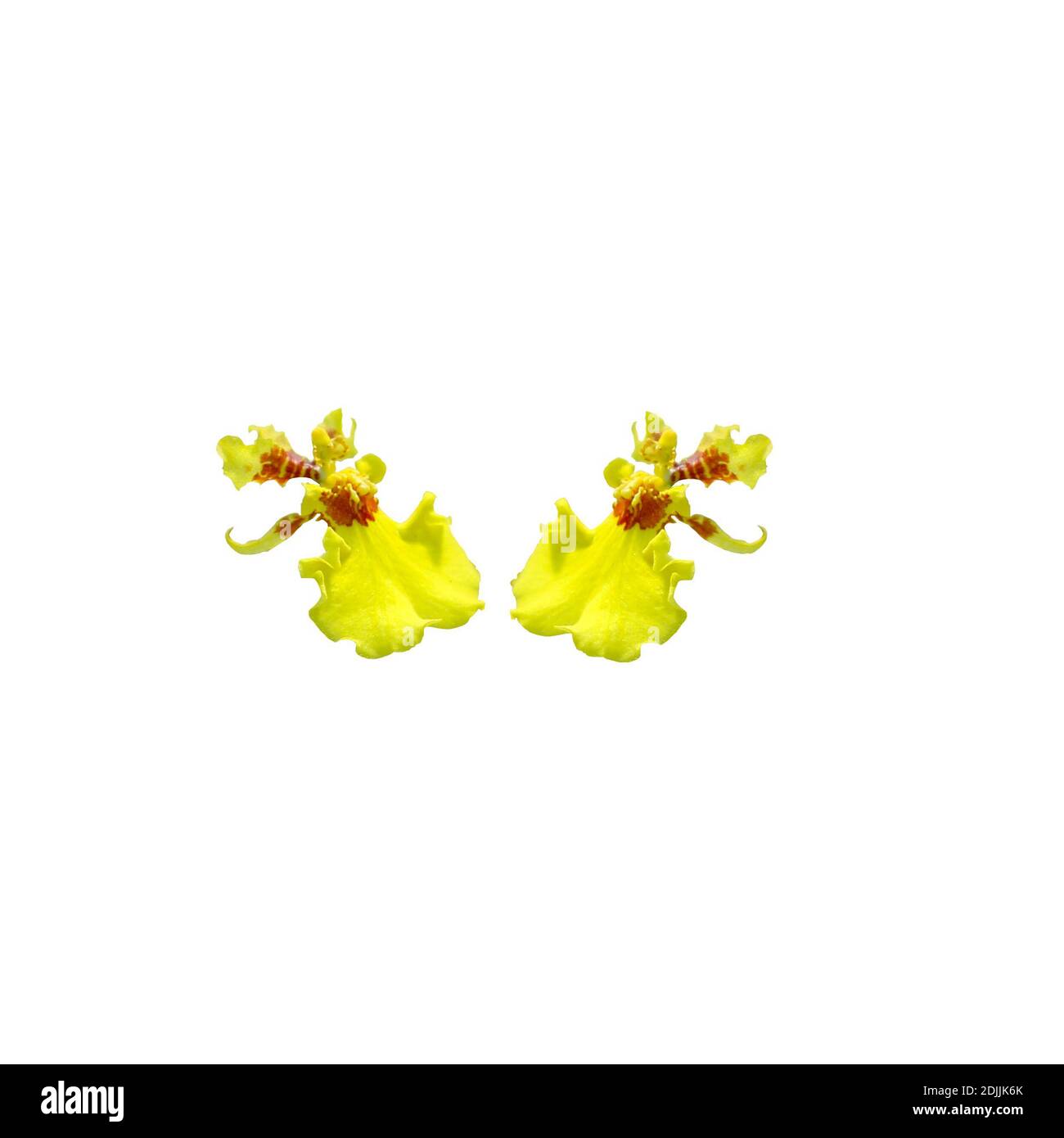 Zwei gelbe Oncidium sphacelatum Orchideenblüten in isoliertem weißem Hintergrund Sri lanka nennen es als kandyan Tänzerin Orchidee Stockfoto