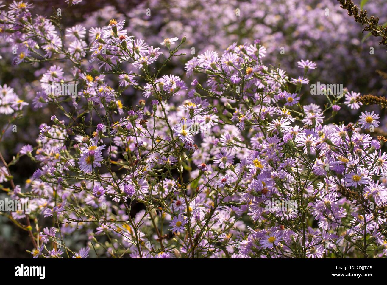 Aster blüht in Fülle, Herbst Stockfoto