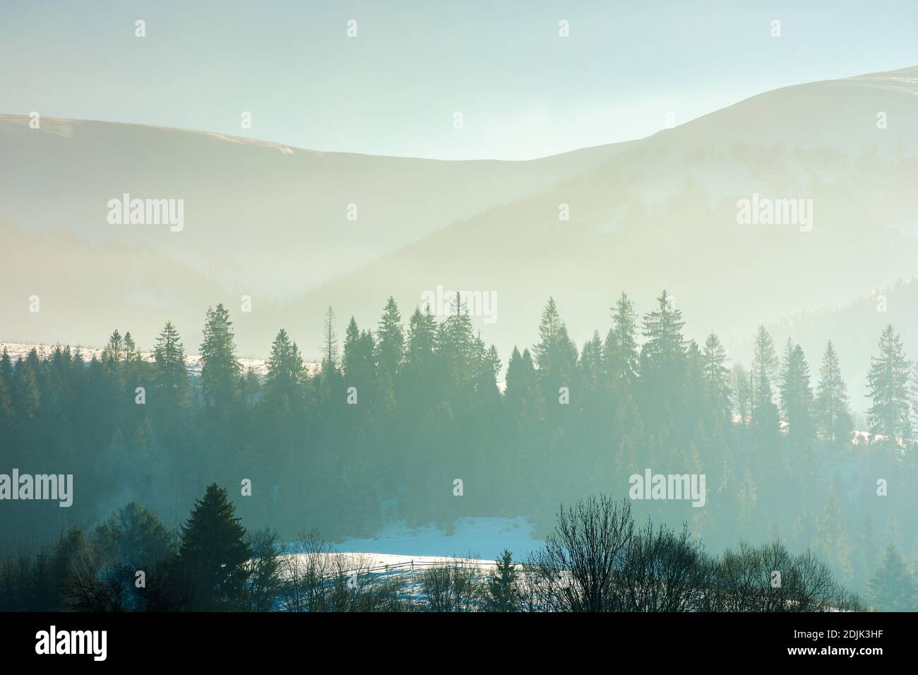Fichten auf dem Hügel an einem nebligen Morgen. Schöne Naturkulisse im Winter. Hinterleuchtete Silhouetten im Nebel Stockfoto