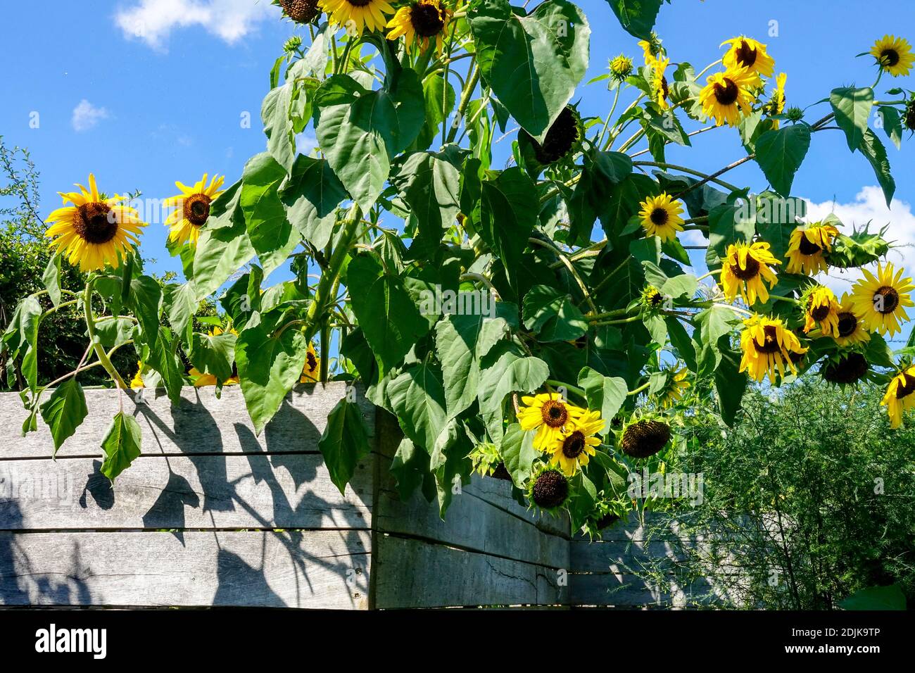 Sonnenblumen in Hochbeet, Sonnenblumen Garten hohen Pflanzen Stockfoto