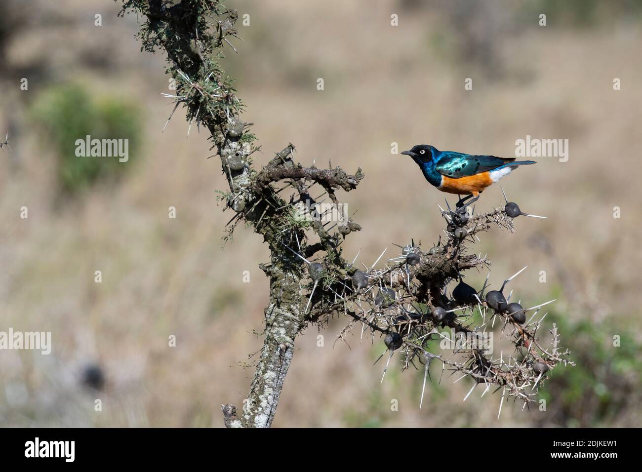 Afrika, Kenia, Laikipia Plateau, Northern Frontier District, Ol Pejeta Conservancy. Superb Star (Lamprotornis Superbus) auf thronigen Akazienbaum. Stockfoto
