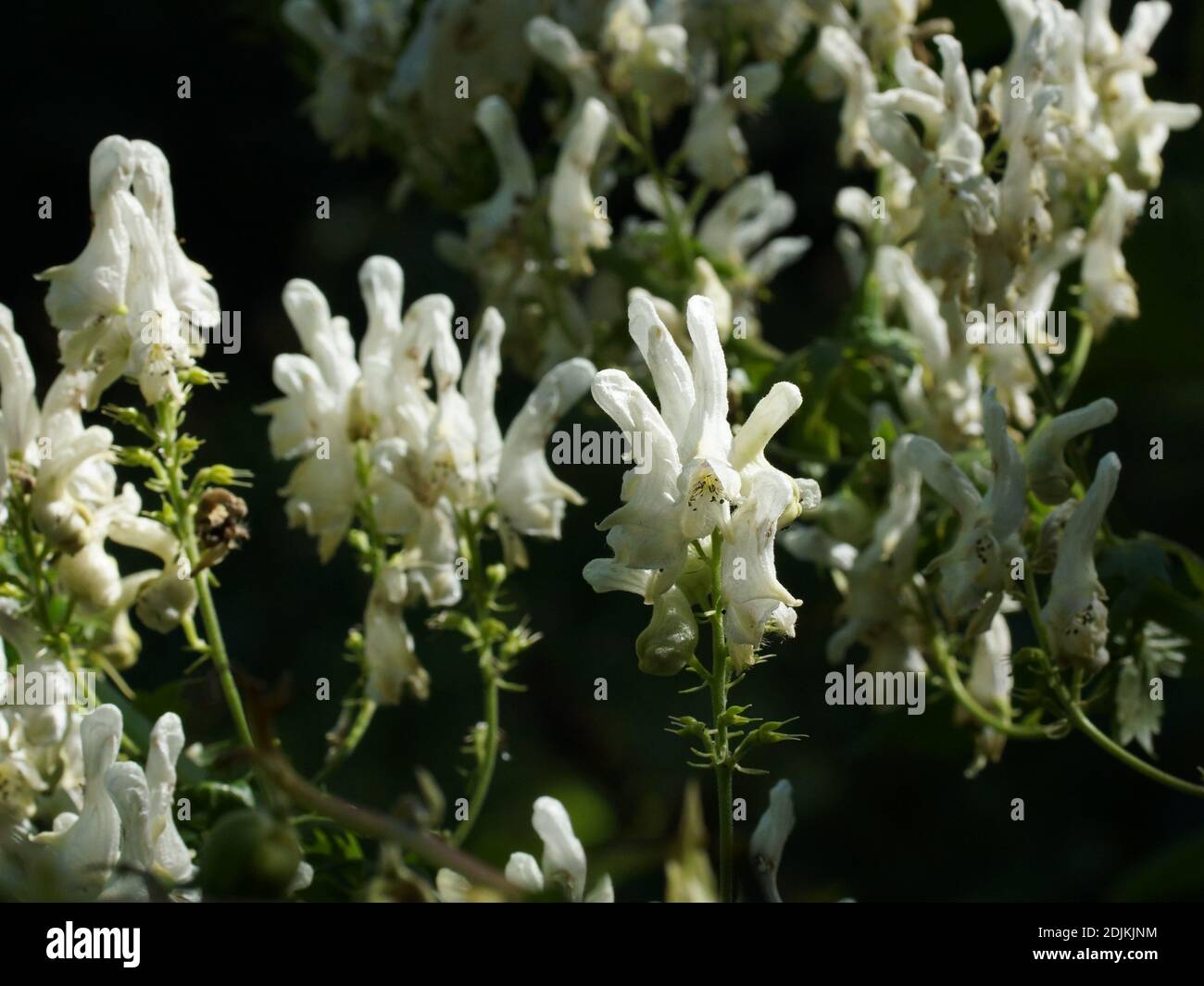 Aconitum orientale. Berge in Dombay. Kaukasus-Gebirge in der Karatschai-Tscherkess Republik, Teberda Naturschutzgebiet, Russland. Stockfoto