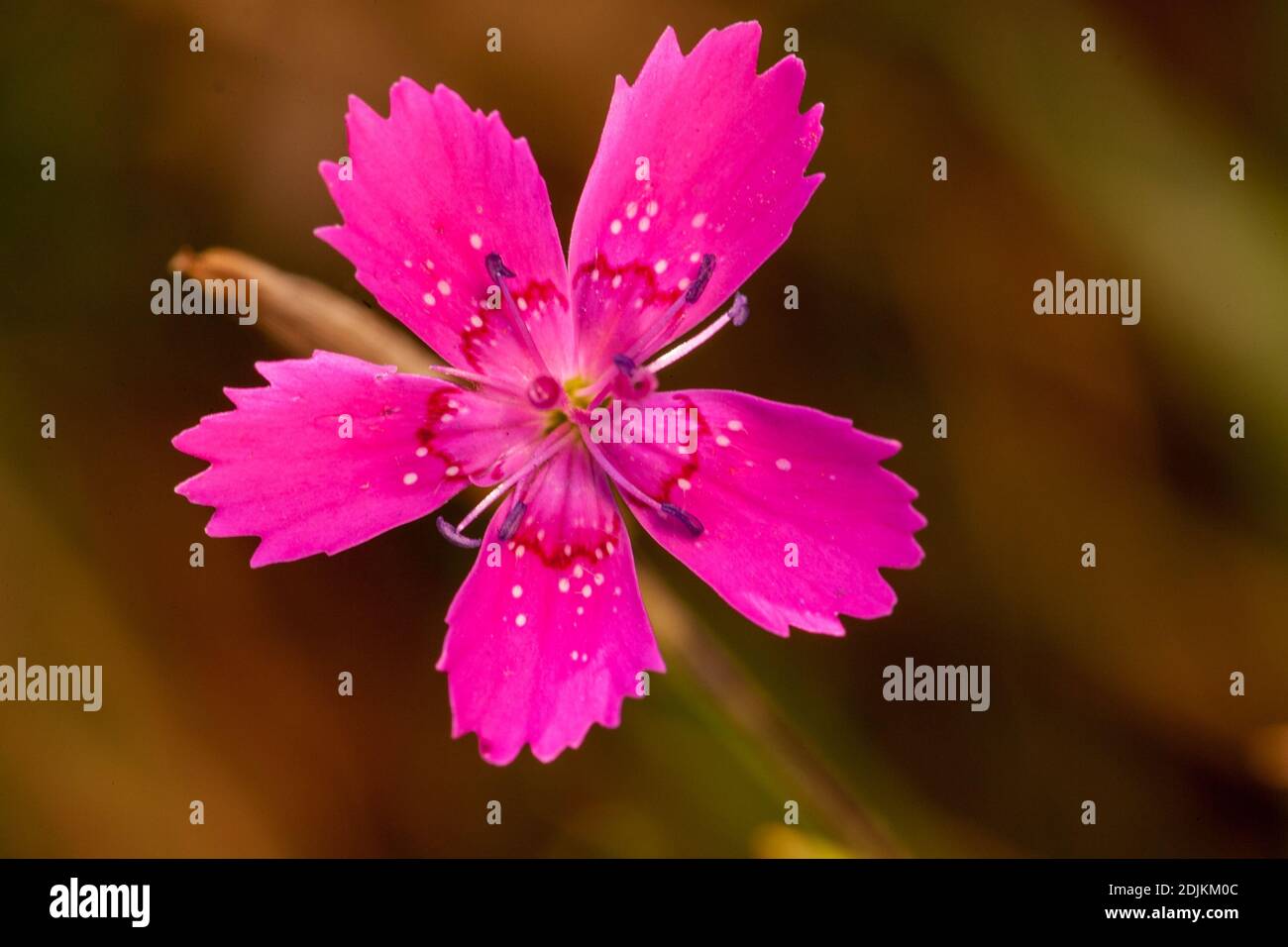 Heather Nelke, Dianthus deltoides, Blüte Stockfoto