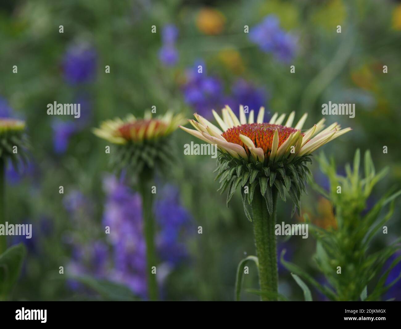 Die Vorderansicht ist von einer blühenden lila Koneblumenblume auf einem grünen Hintergrund in einem botanischen Garten. Stockfoto