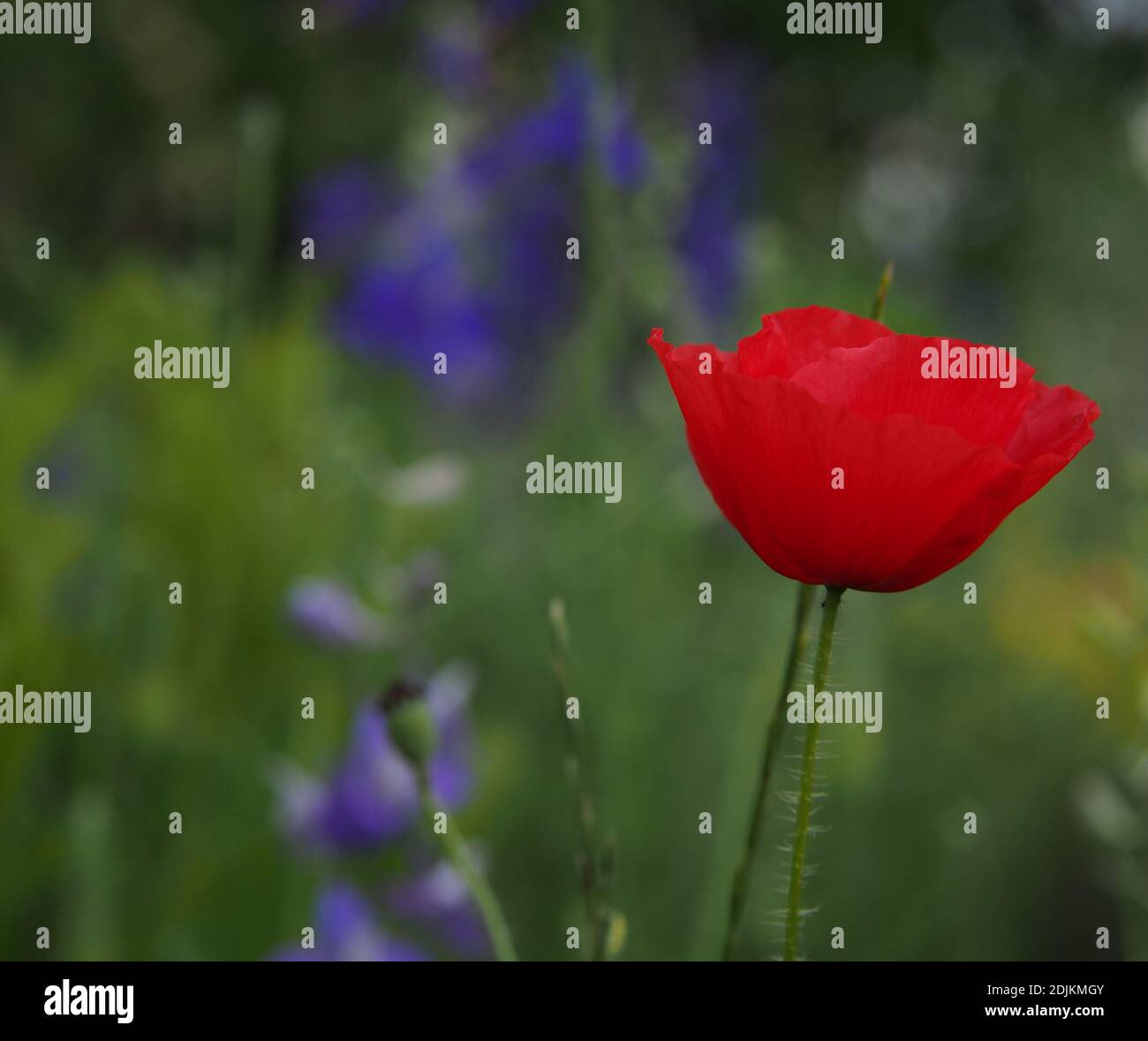 Rot blühende Mohnblumen im grünen Gras an einem Sommertag im Garten. Stockfoto