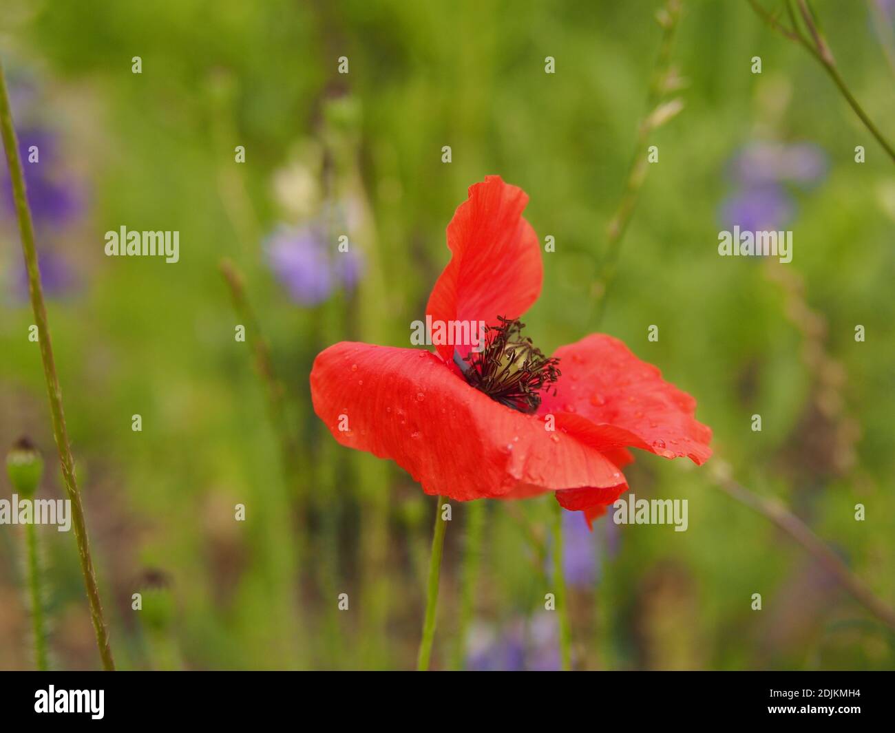 Rot blühende Mohnblumen im grünen Gras an einem Sommertag im Garten. Stockfoto