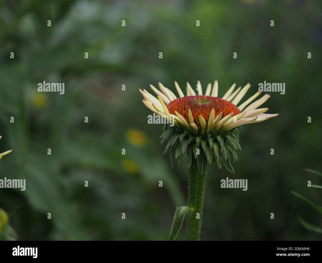 Die Vorderansicht ist von einer blühenden lila Koneblumenblume auf einem grünen Hintergrund in einem botanischen Garten. Stockfoto