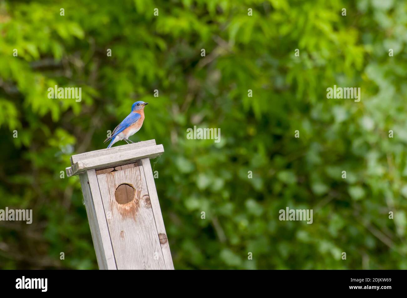 Little Canada, Minnesota. Gervais Mill Park. Männlicher Ostblauvogel, Sialia sialis sitzt auf dem Nistkasten. Stockfoto