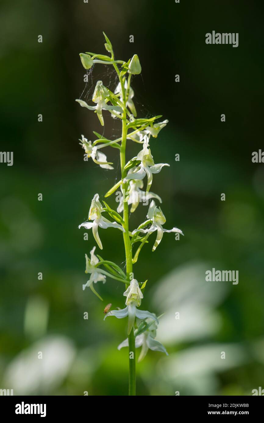 Zweiblättrige Waldhyazinthe, Platanthera bifolia, Blüte, Orchidee Stockfoto