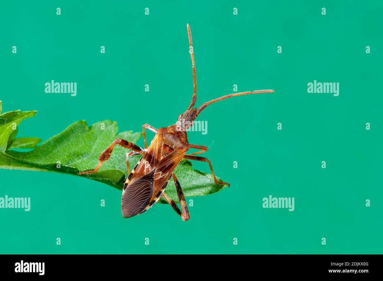 Vadnais Heights, Minnesota. Western Nadelbaum Same bug, Leptoglossus occidentalis. Stockfoto