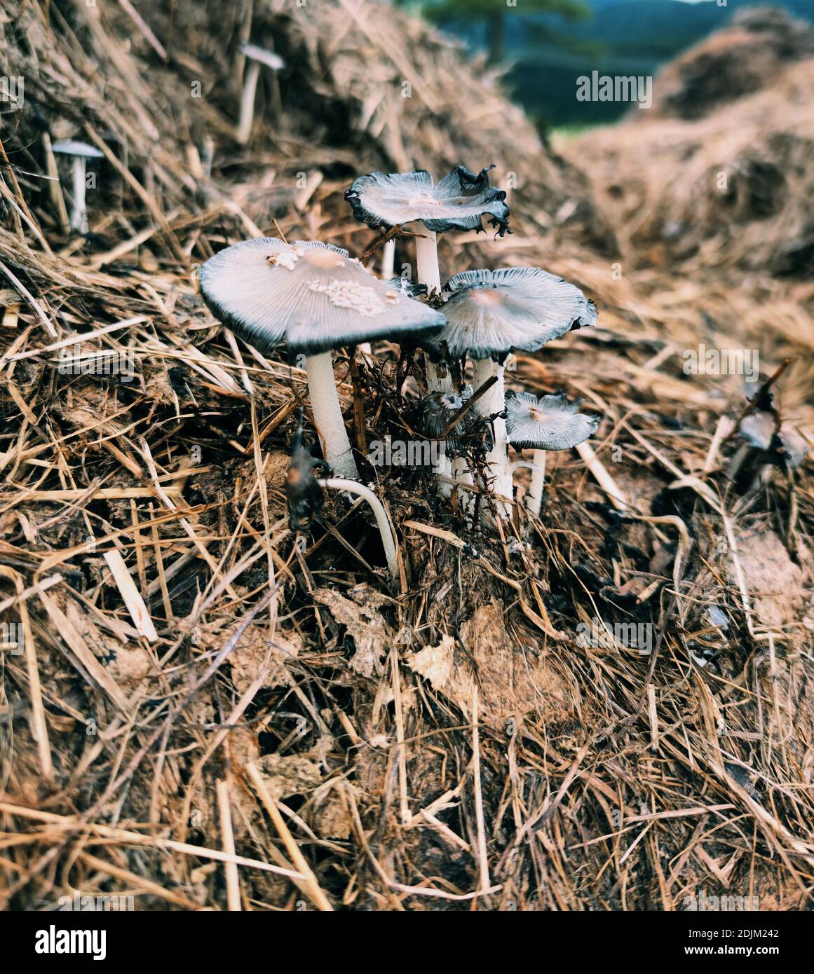 Ungenießbare unbekannte Pilze wachsen auf einem Misthaufen Stockfoto