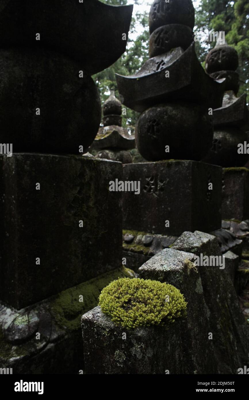 Japan/Wakayama Präfektur/Koyasan/Torii und Gräber auf dem Weg zum Okunoin des Koya. Stockfoto