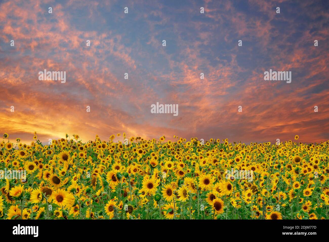 Sonnenblumen in der Nähe von Sherwood, Oregon. Stockfoto