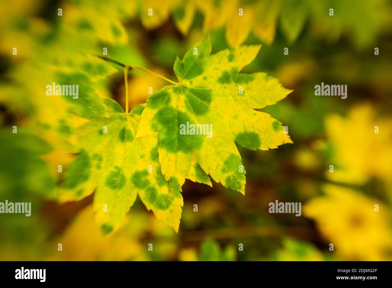 WA18742-00...WASHINGTON - Blätter, die sich in Herbstfarben verwandeln fotografiert mit einem Lensbaby Sweet Spot 50. Stockfoto