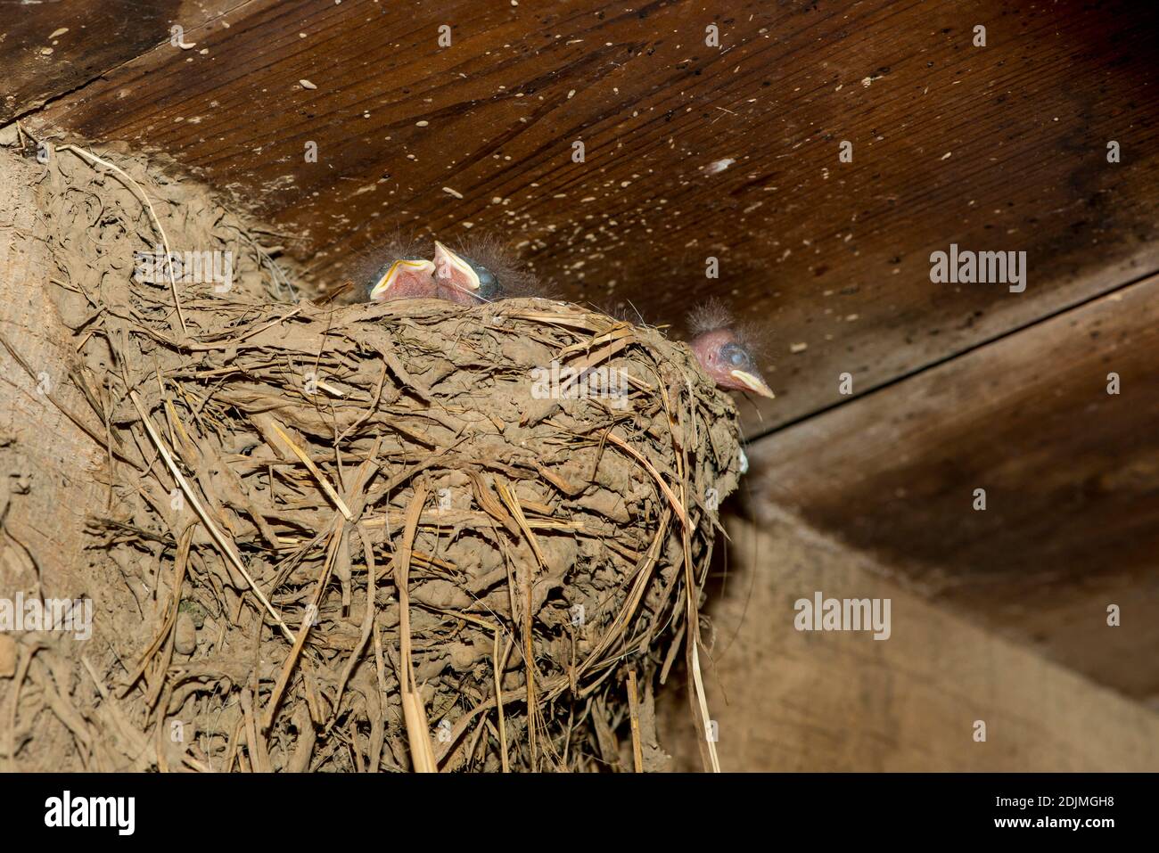 Weston, Missouri. Schwalbe, Hirundo rustica. Drei Nestlinge warten in ihrem Nest, um gefüttert zu werden. Stockfoto