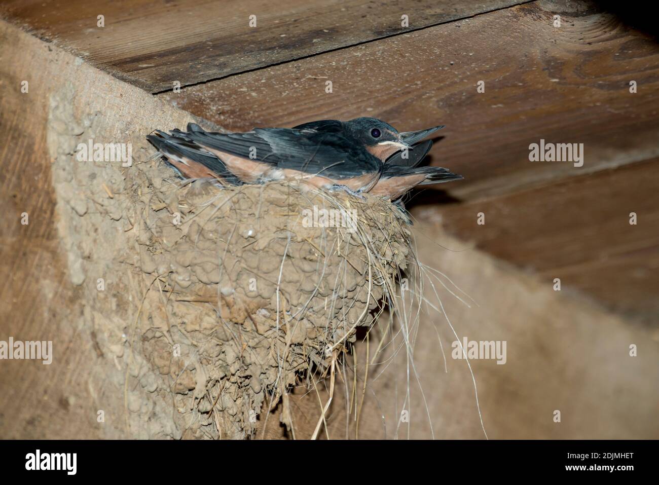 Weston, Missouri. Schwalbe, Hirundo rustica. Drei Nestlinge in ihrem Schlamm Nest in einer Scheune. Stockfoto