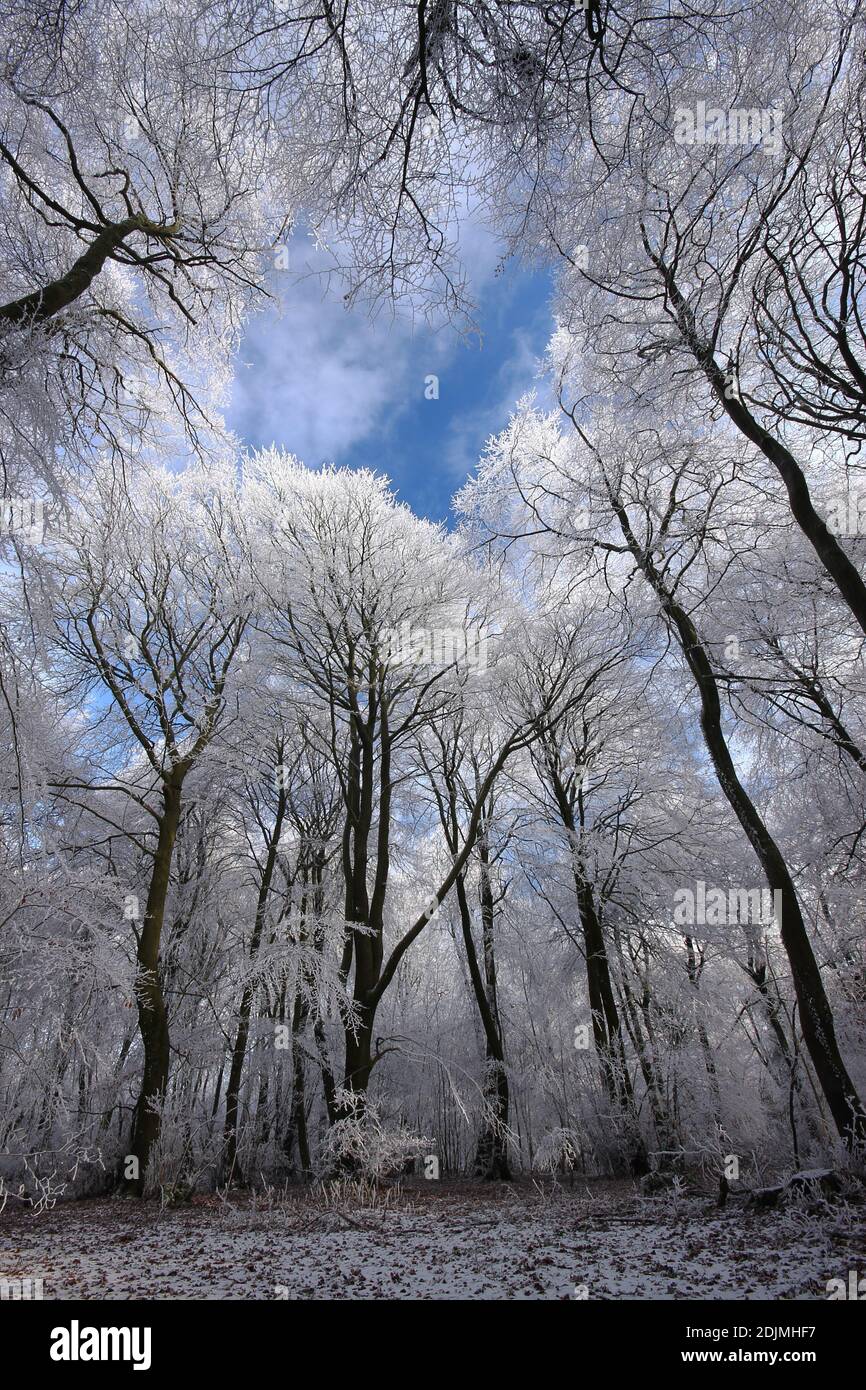 Frostbedeckte Buchen auf Birdlip Hill in den Cotswold Hills, Gloucestershire, England, Großbritannien Stockfoto