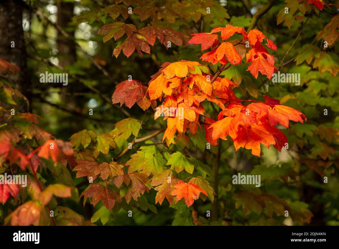 WA18734-00...WASHINGTON - EIN Weinstock Ahorn in Herbstfarben am Lake Wenatchee State Park. Stockfoto