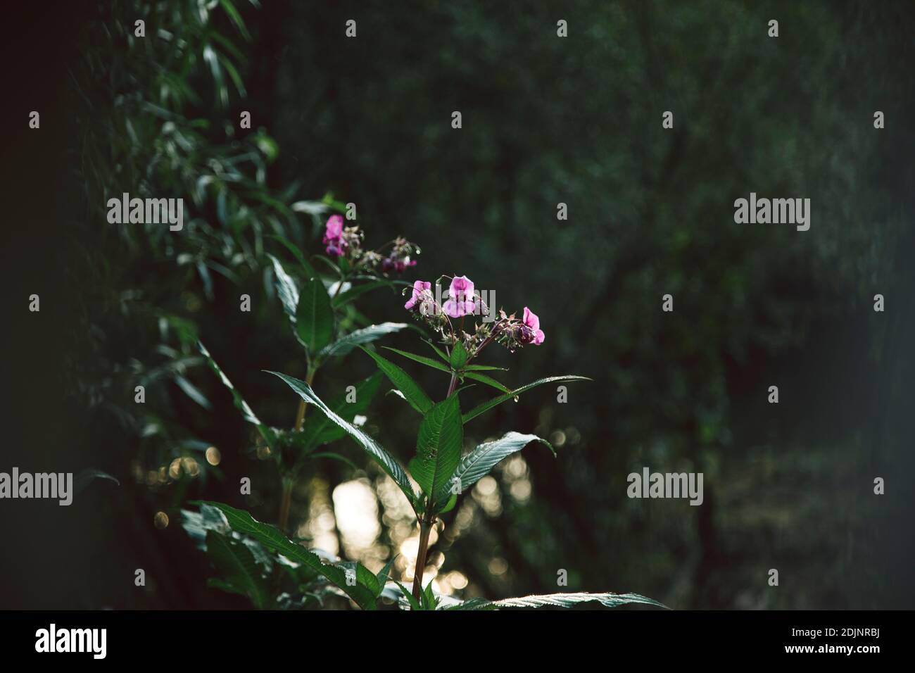 Indischer Balsam, Impatiens glandurifera Stockfoto