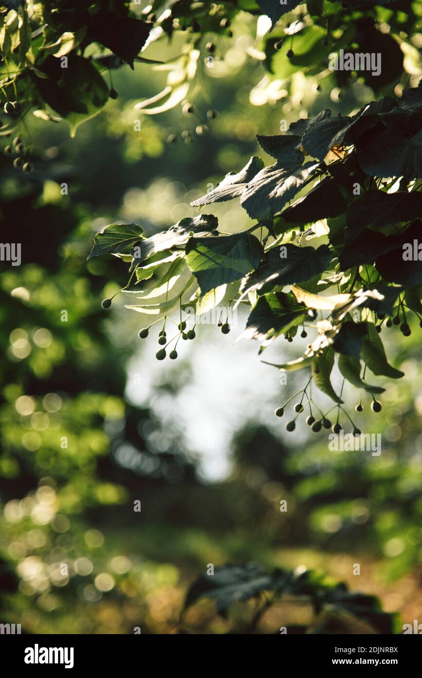 Linden, tilia, Zweig mit grünen Blättern Stockfoto
