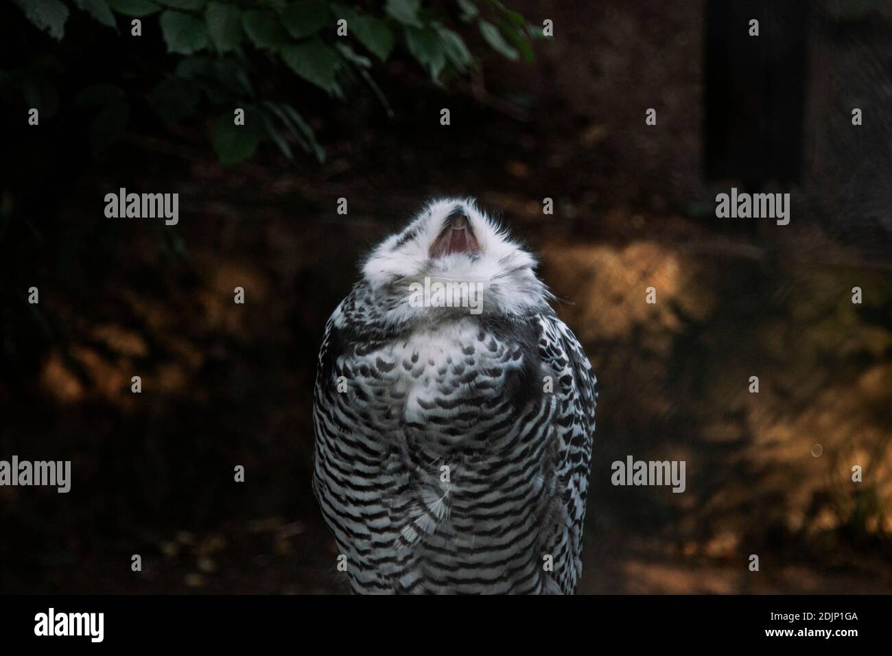 Schneeeule, Nyctea scandiaca Stockfoto