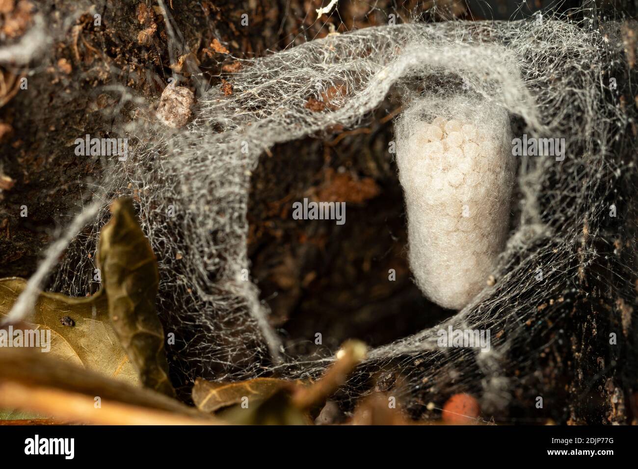Steatoda nobilis / Edle falsche Witwe Spinne Eggsac Stockfoto