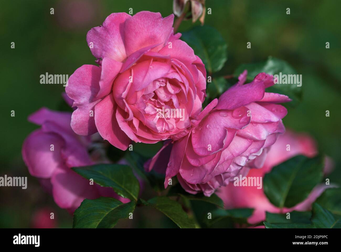 Leuchtend rosa Gartenrose (Flora Olomouc, Kolner Flora) gezüchtet von Kordes, Deutschland Stockfoto