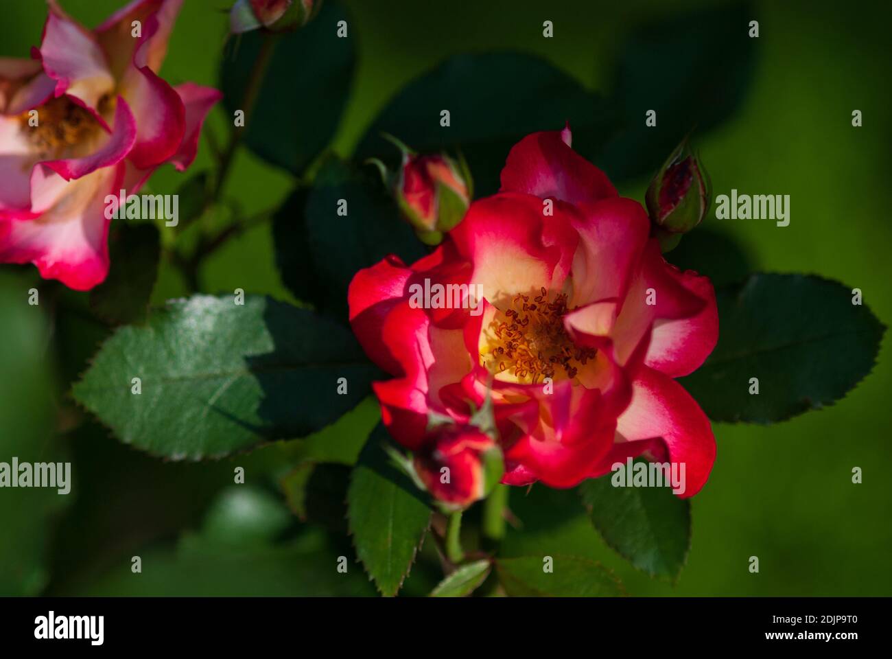 Rote halbdoppelte Strauchrose im Blumengarten Stockfoto