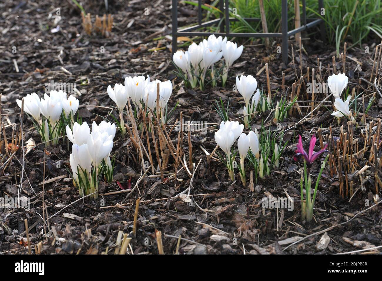 Weißer Krokus Jeanne d'Arc und lila Iris reticulata Pauline blühen In einem Garten im März Stockfoto