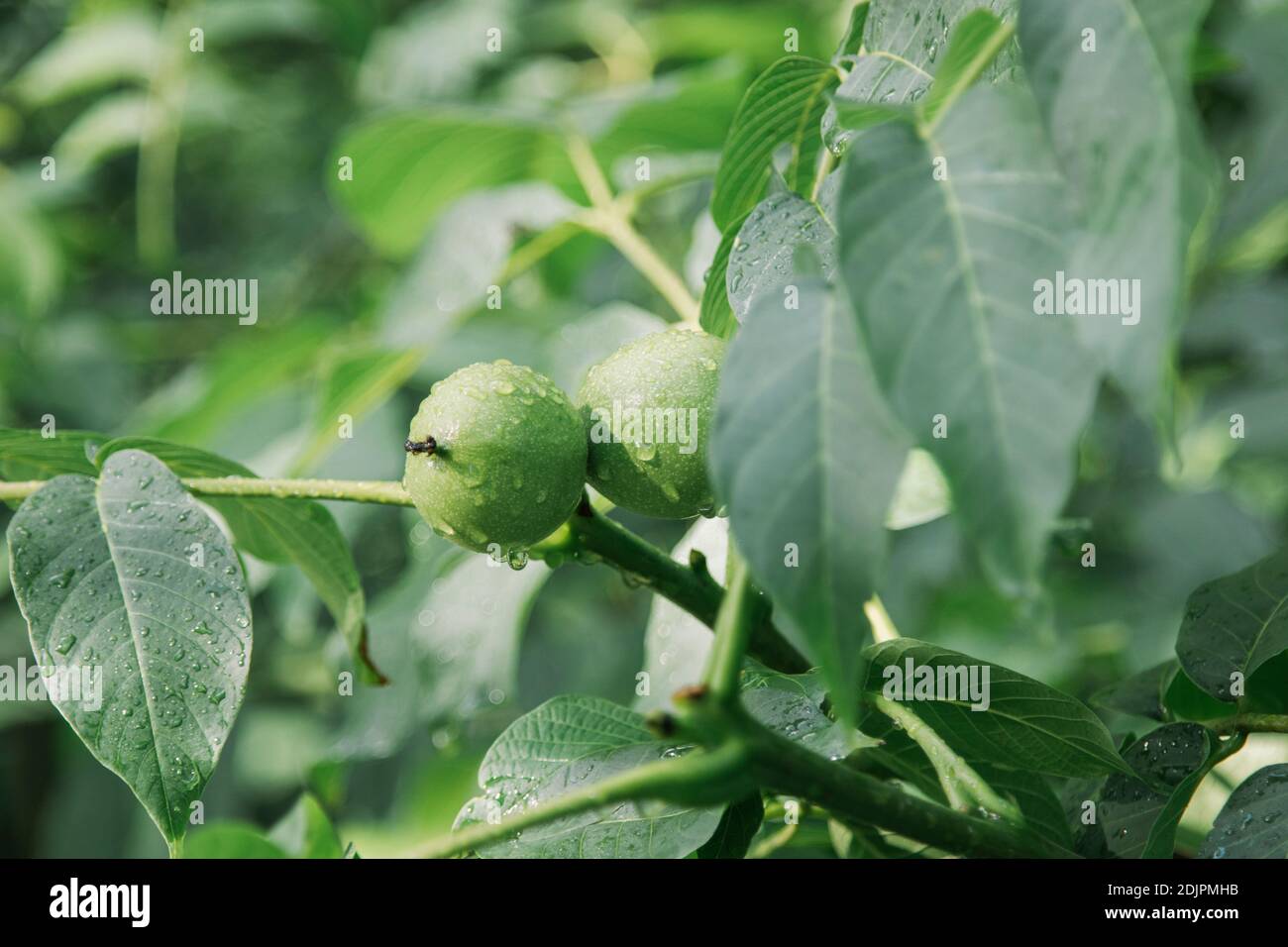 Walnussbaum, juglans regia, Zweig, Blätter, Früchte, Stockfoto