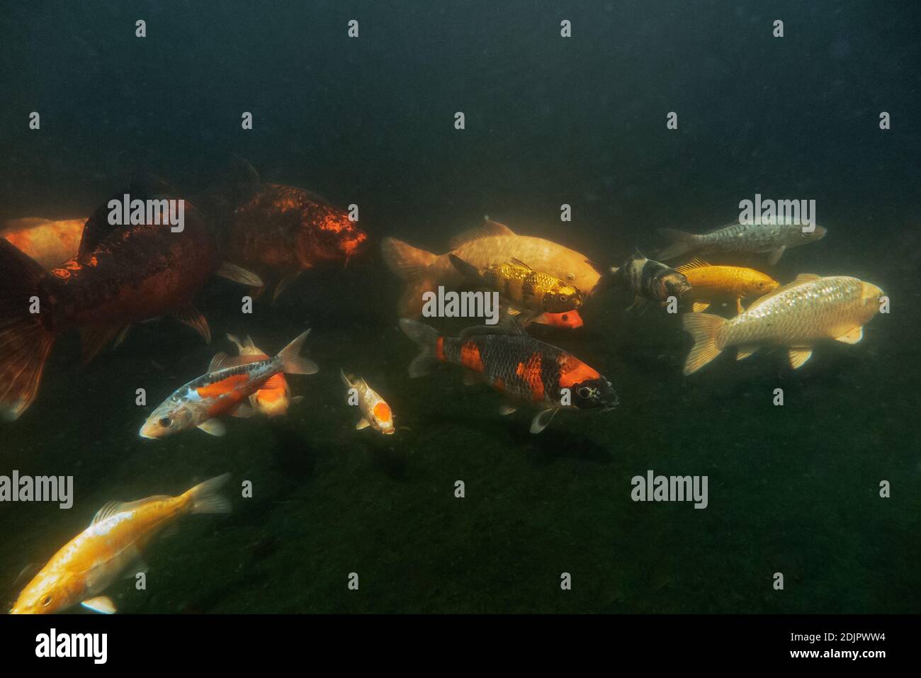 Koi karpfen im teich Fotos und Bildmaterial in hoher Auflösung