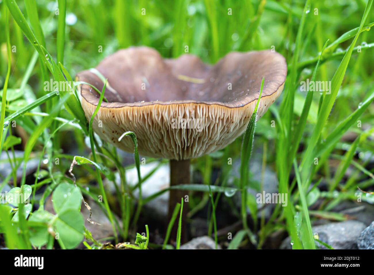 Reife Pilze im grünen Gras Stockfoto